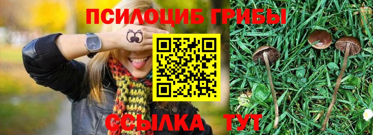 Псилоцибиновые грибы Psilocybine cubensis  Котельники 